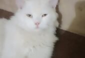 Cute male