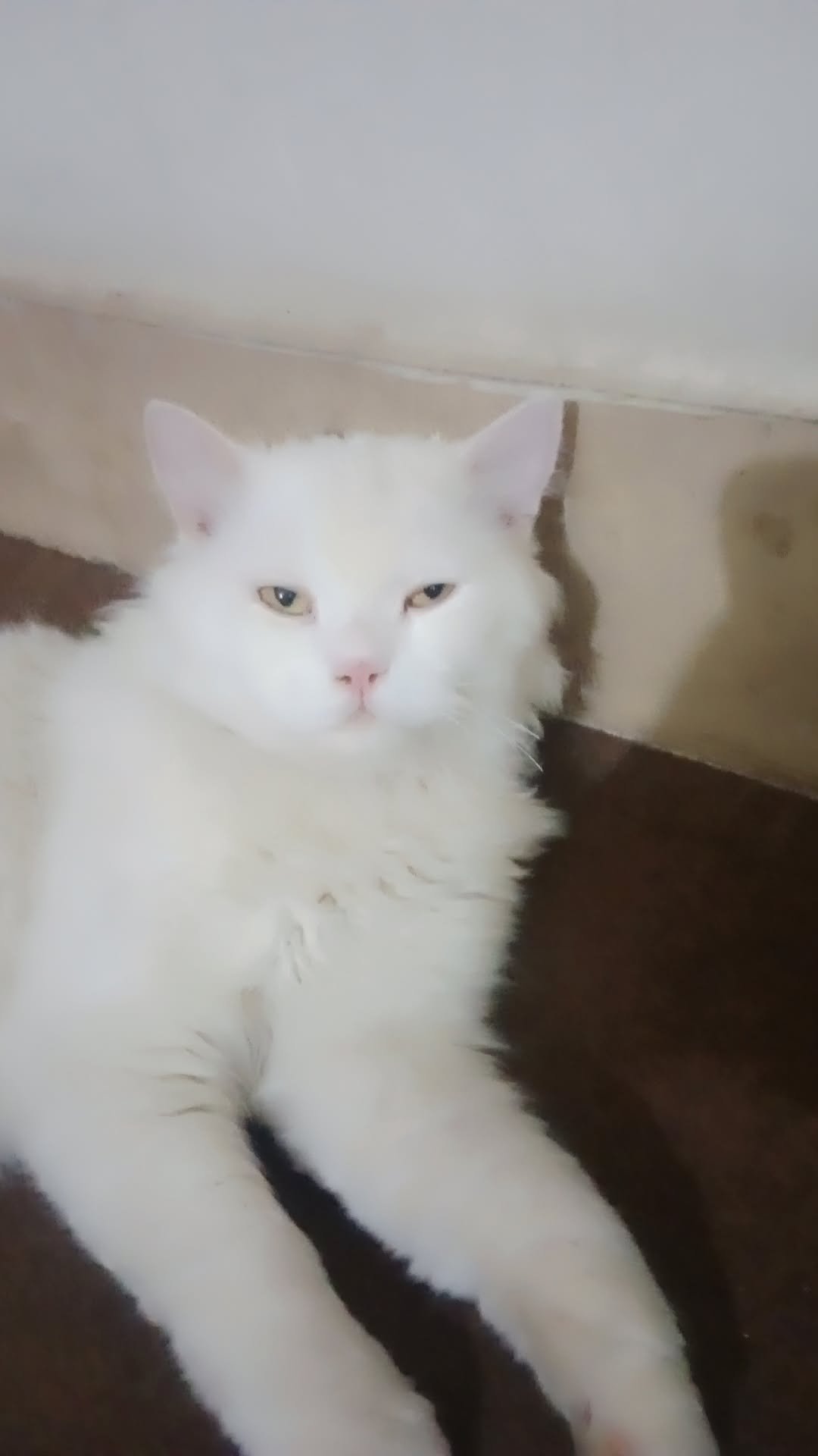 Cute male