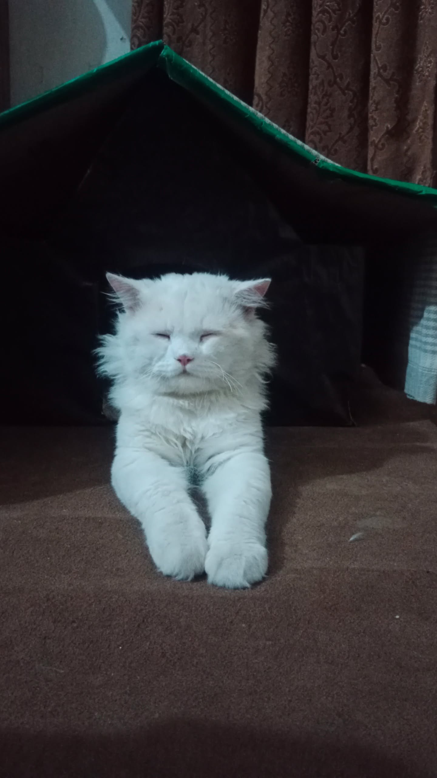 Cute male