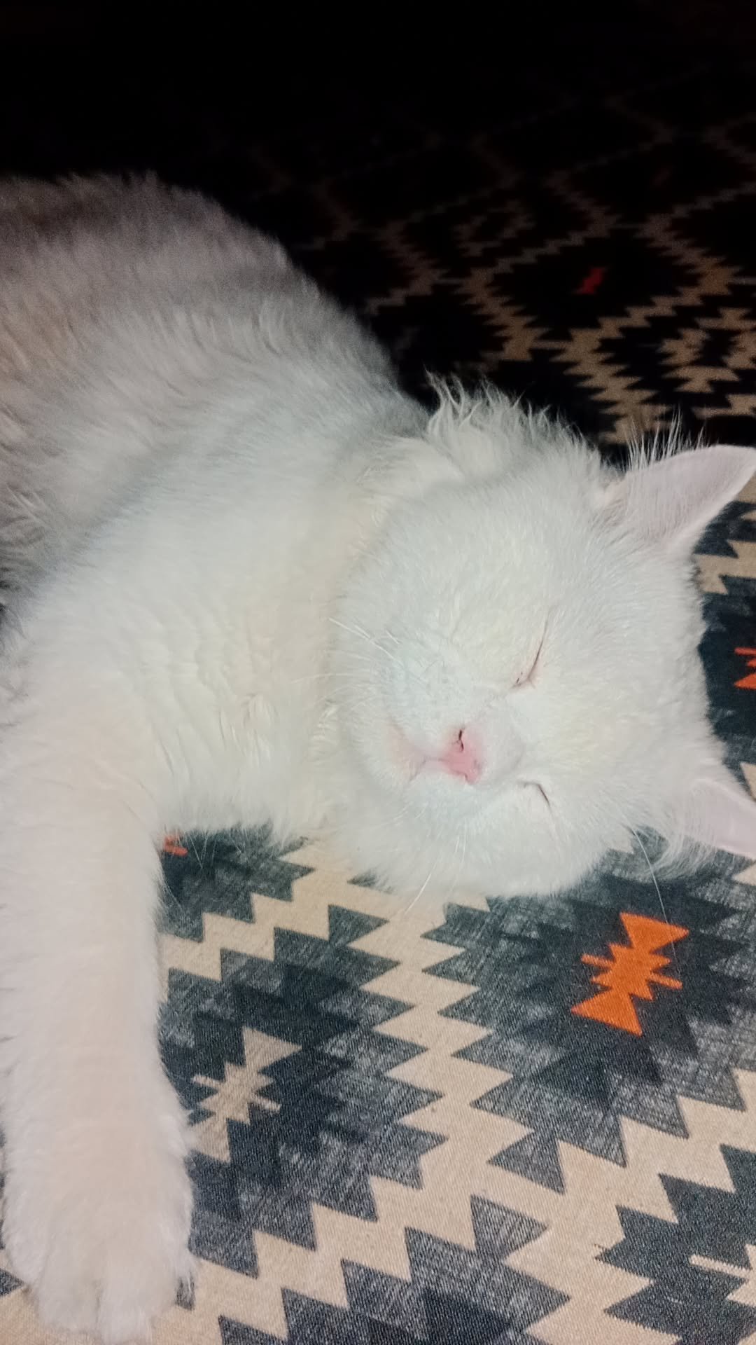 Cute male