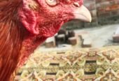 aseel sindhi long height pair for sale
