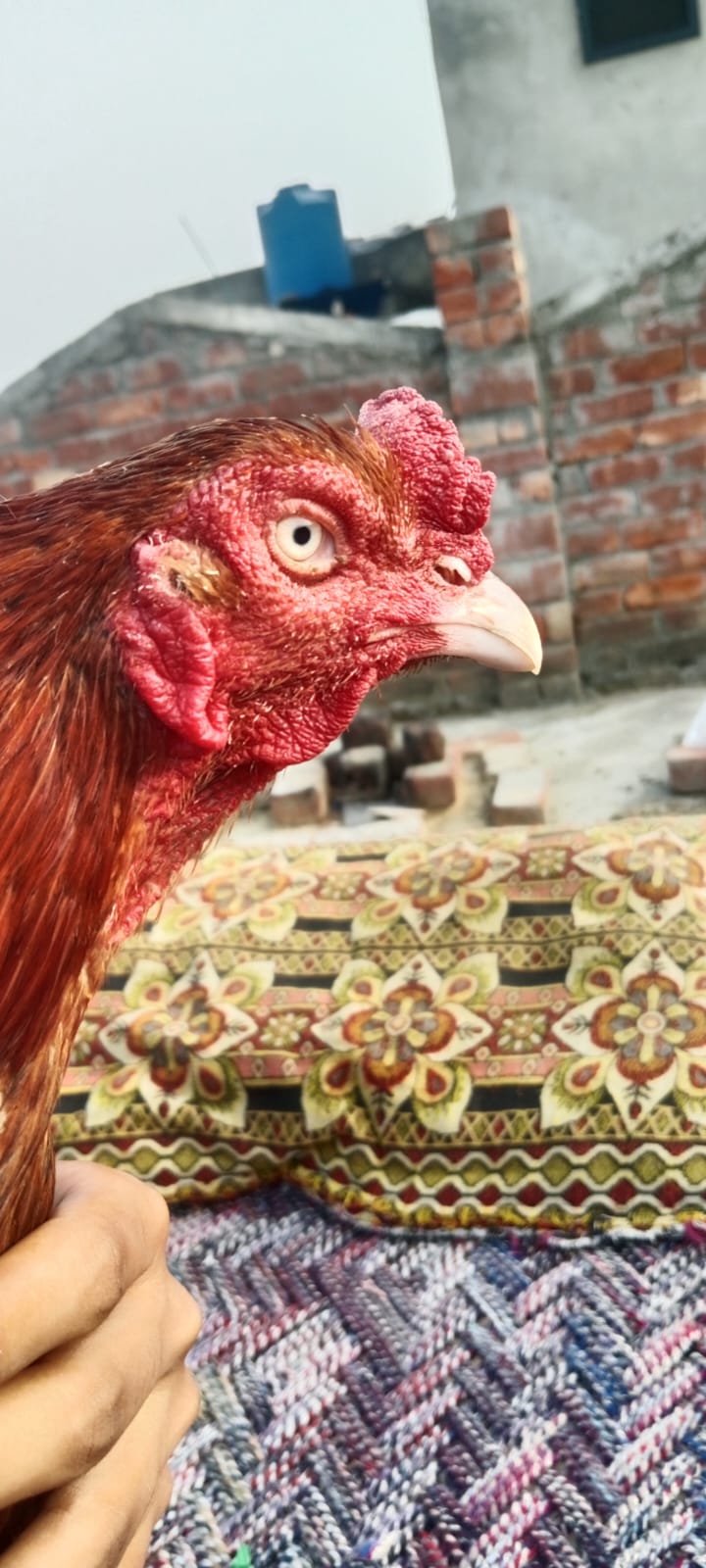 aseel sindhi long height pair for sale