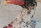 aseel sindhi long height pair for sale