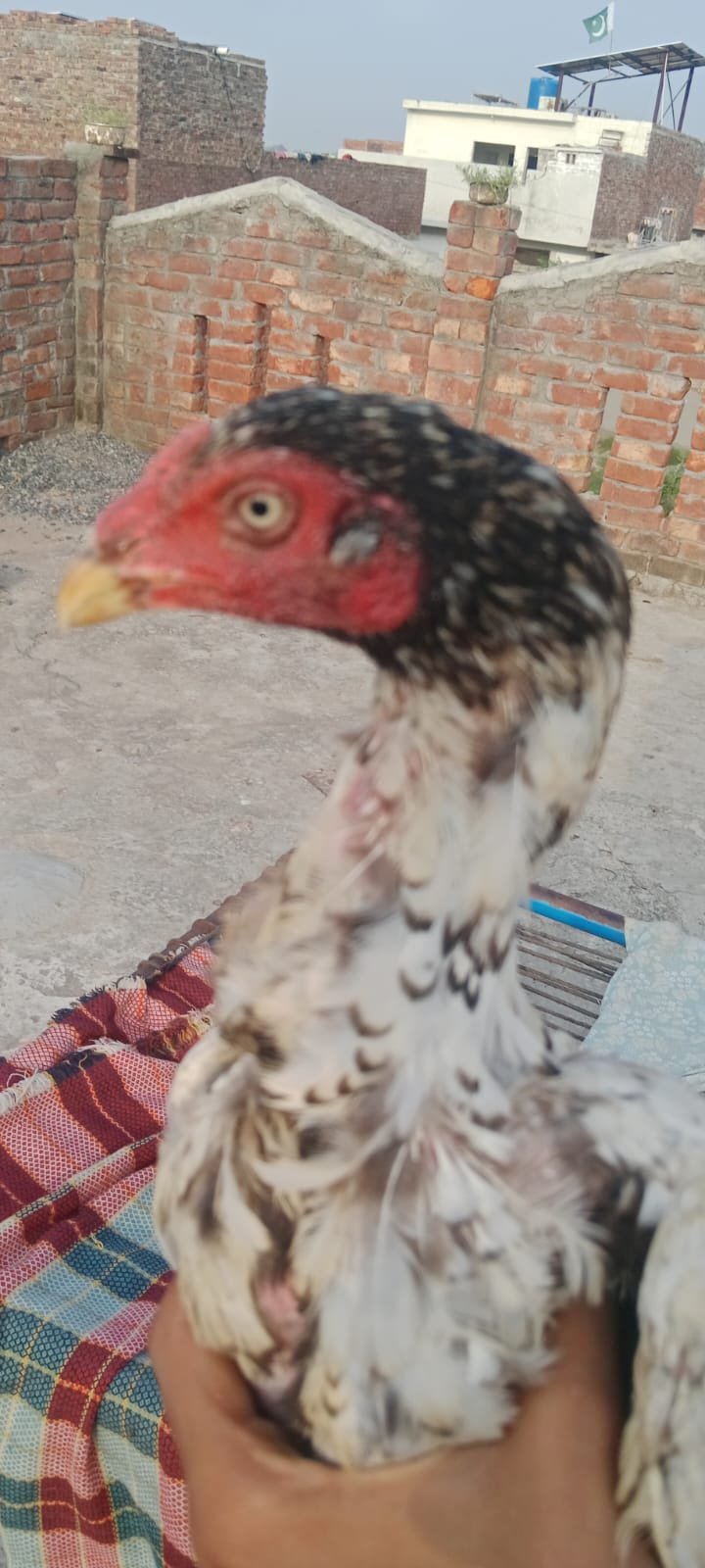 aseel sindhi long height pair for sale
