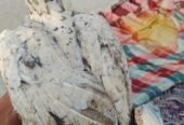aseel sindhi long height pair for sale