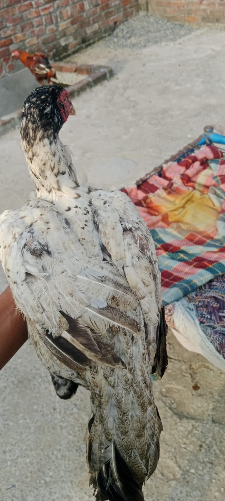 aseel sindhi long height pair for sale