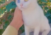 Es ki ak eye gry aur ak golden ha