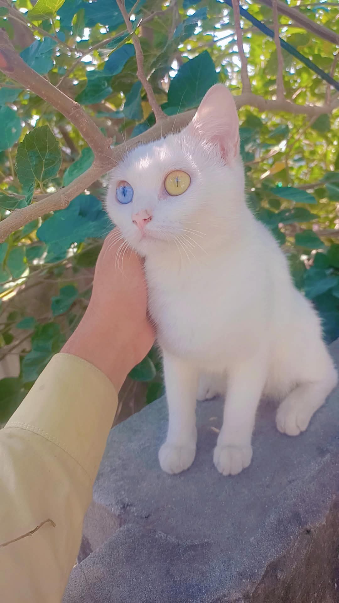 Es ki ak eye gry aur ak golden ha