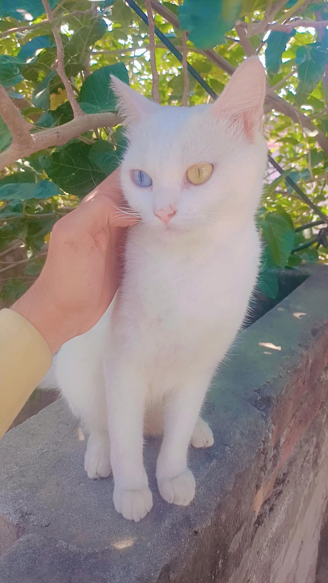 Es ki ak eye gry aur ak golden ha