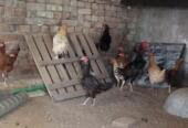 Aseel murgh