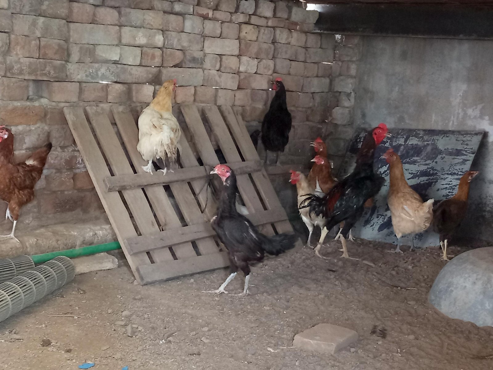 Aseel murgh