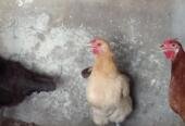 Aseel murgh