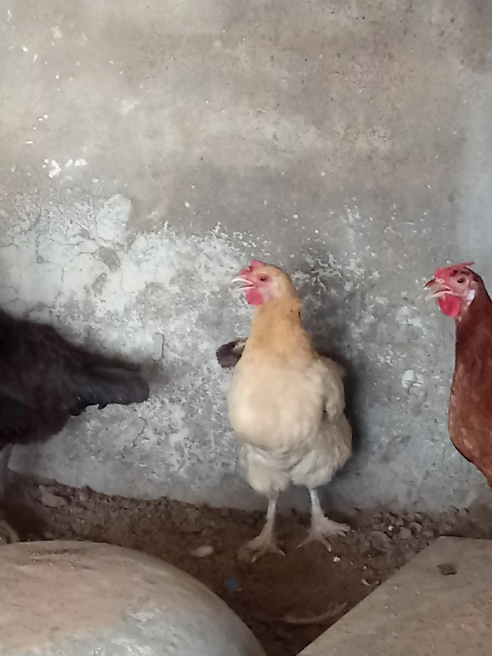 Aseel murgh