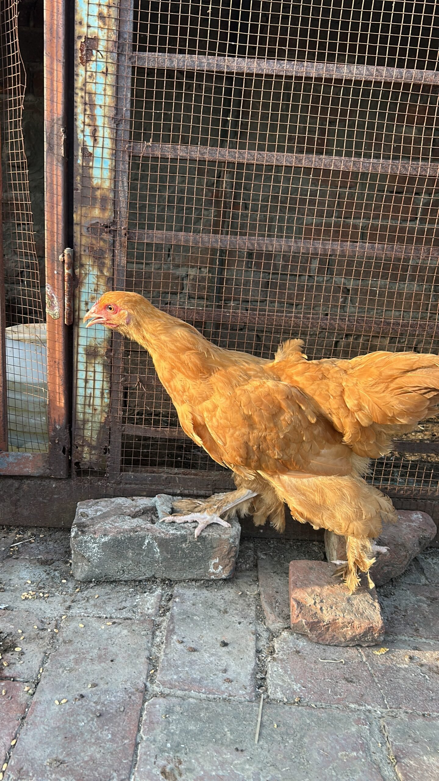 Golden Buff for sale