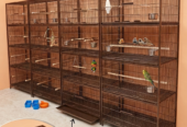 Premium Quality Cages for Birds