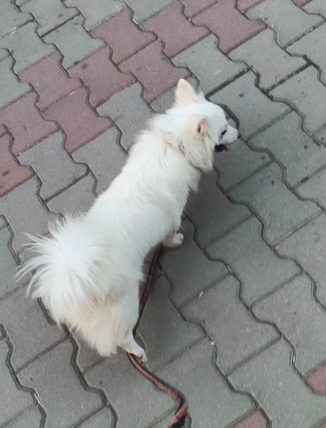 Persian female