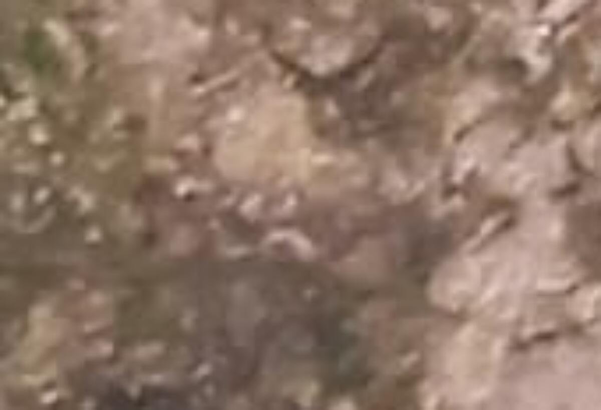 Sindhi Aseel Patha