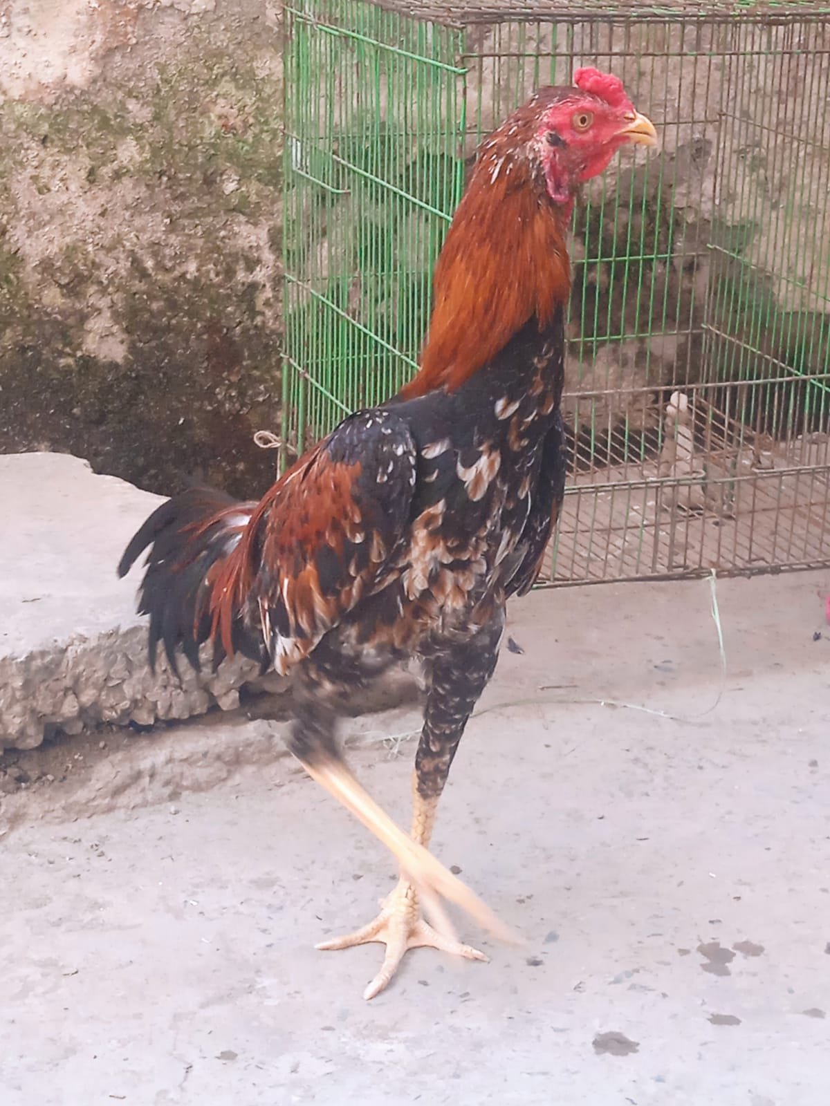 Sindhi Aseel Patha