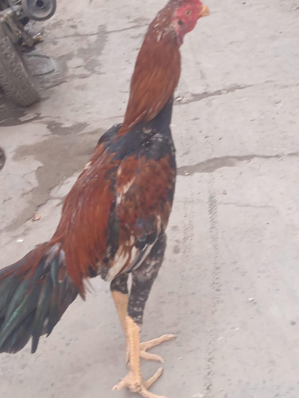 Sindhi Aseel Patha
