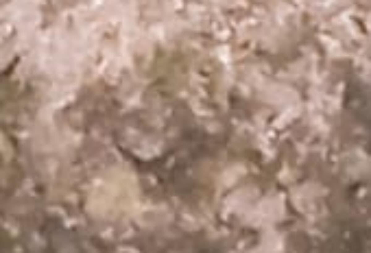 Sindhi Aseel Patha