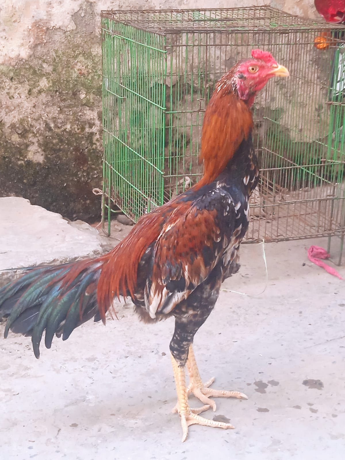 Sindhi Aseel Patha