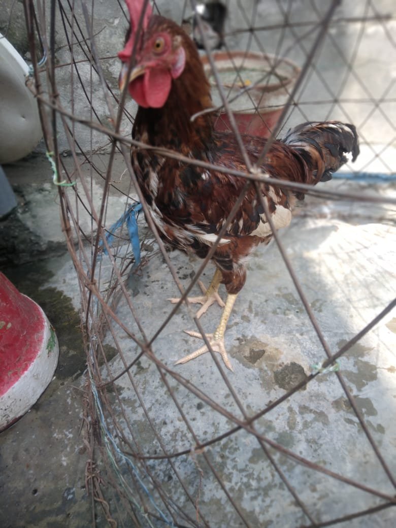 Desi murga ghar ka pala howa misri murga