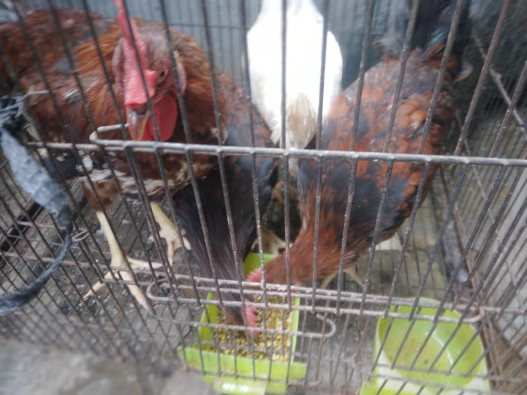 Desi murga ghar ka pala howa misri murga