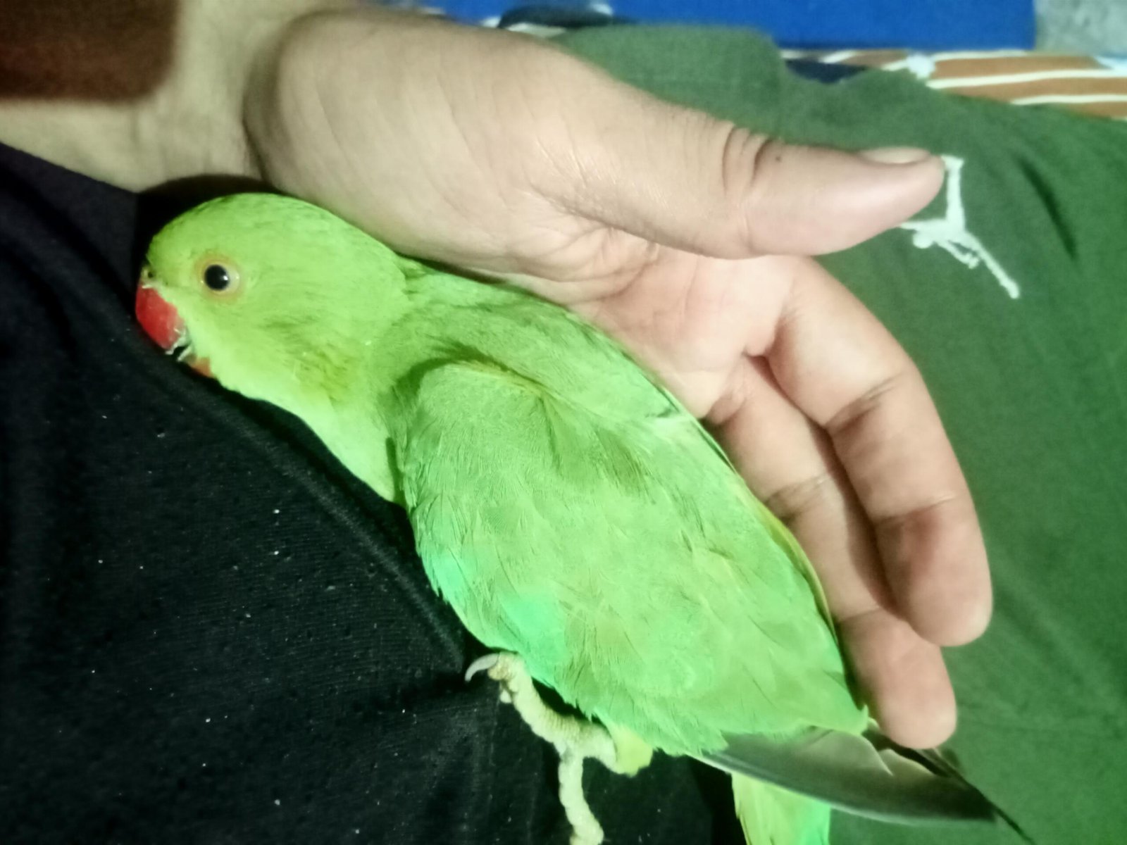 Parrot male adult tame and cage