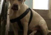 British Labrador male dog pure breed