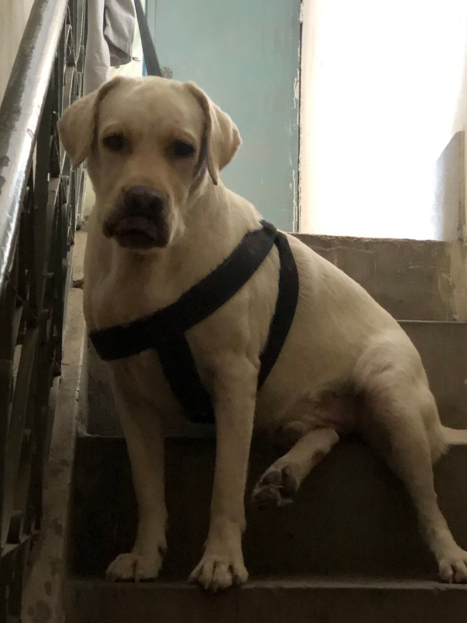 British Labrador male dog pure breed
