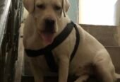 British Labrador male dog pure breed