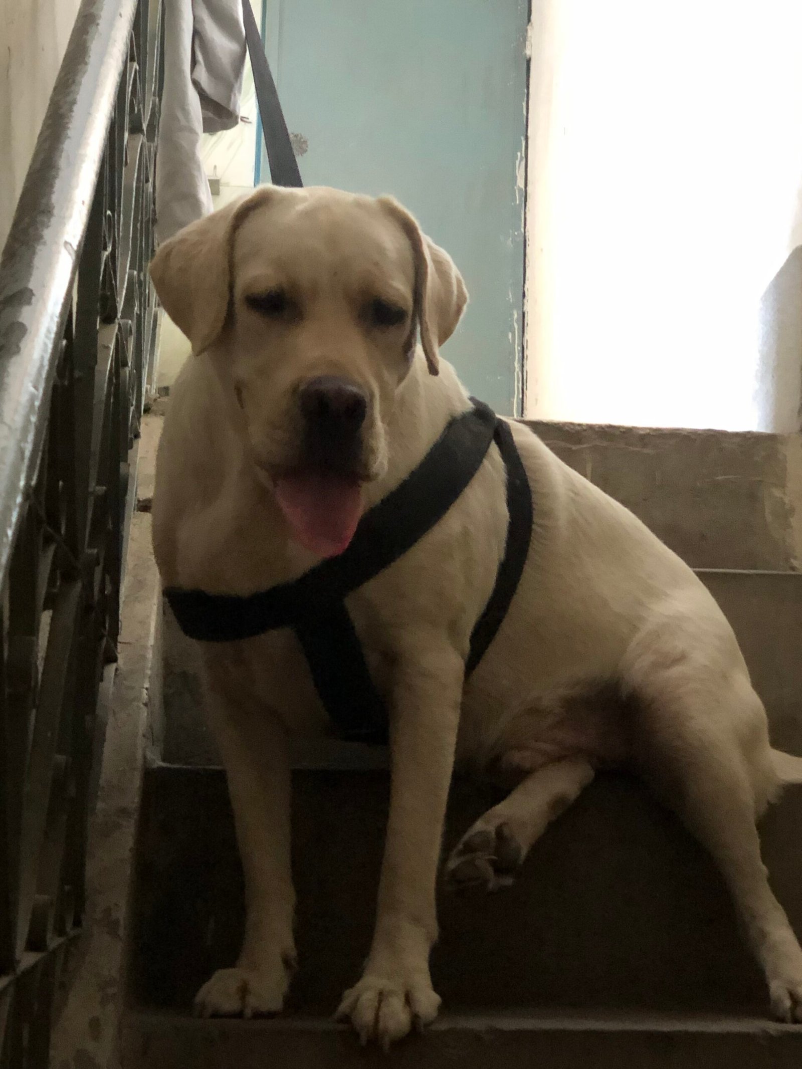 British Labrador male dog pure breed