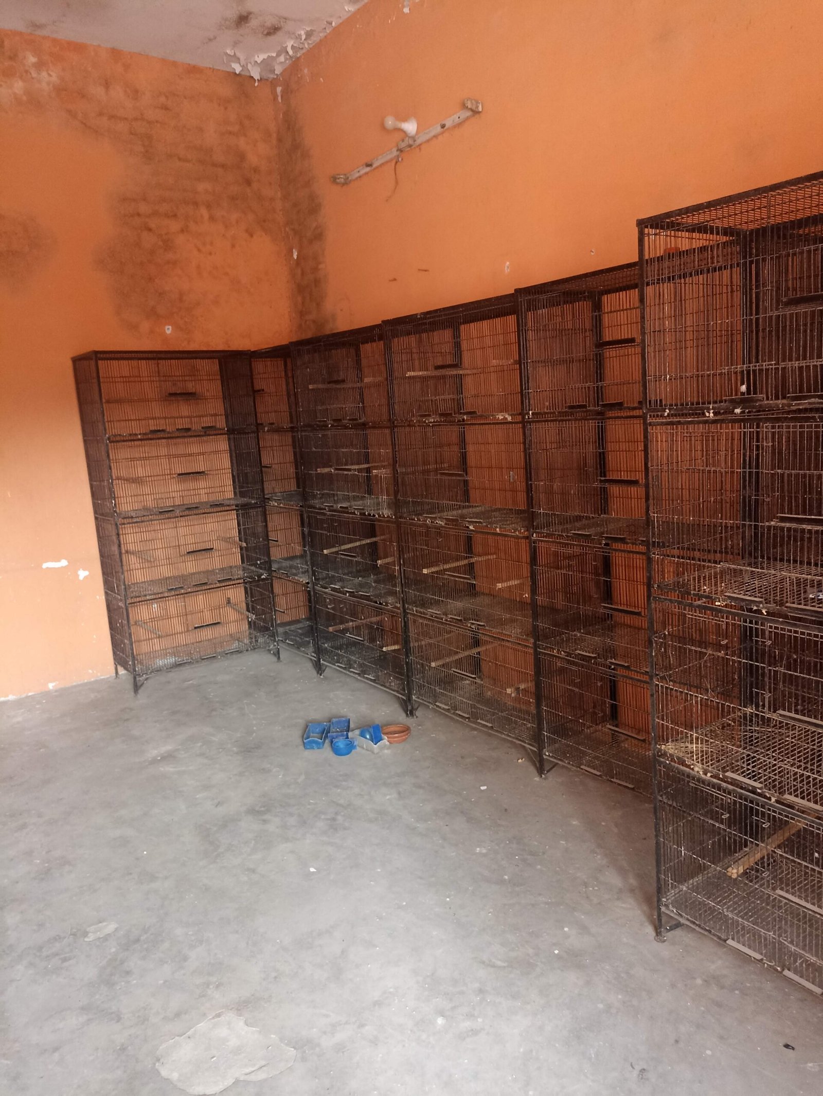 Premium Quality Cages for Birds