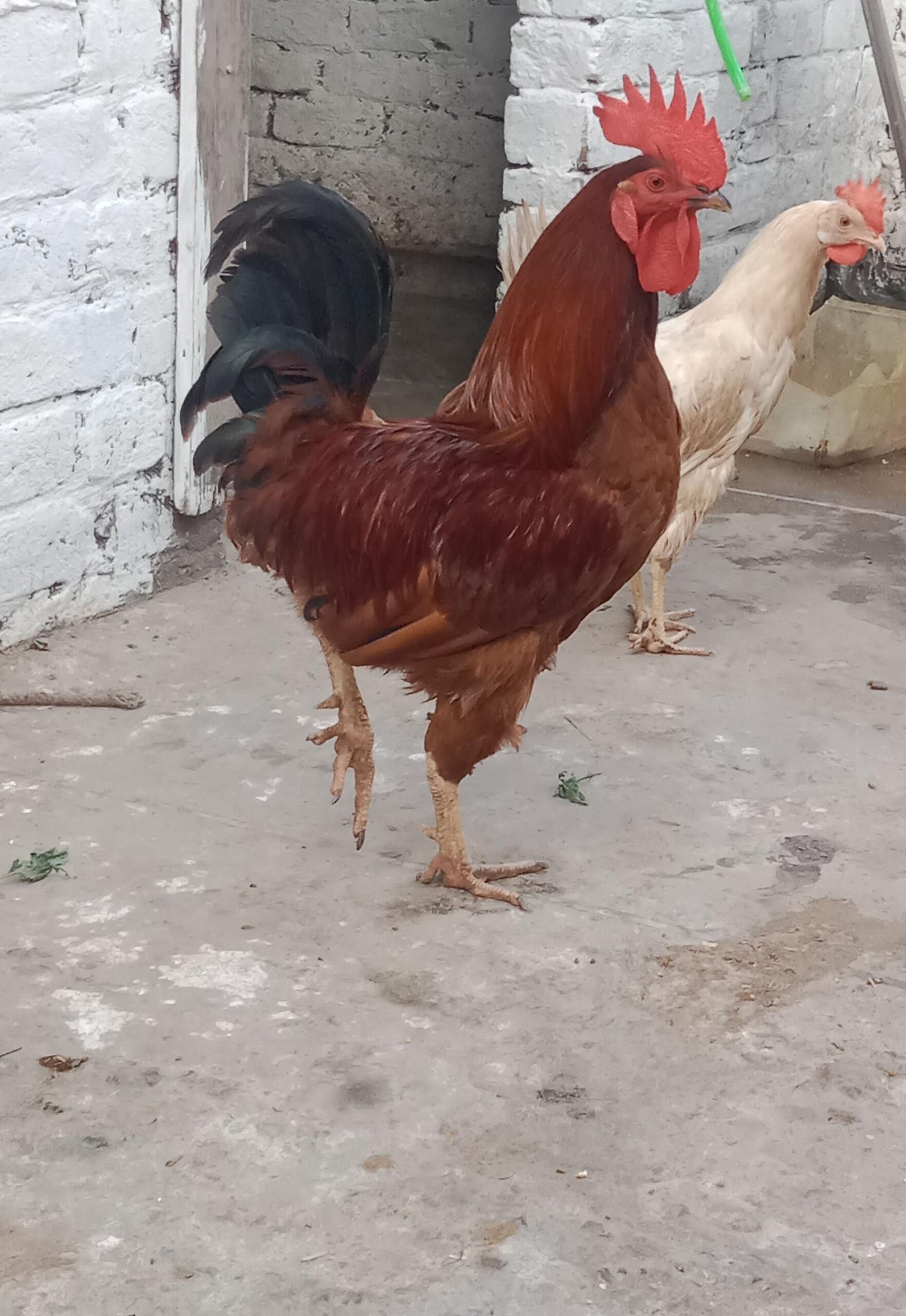 Desi Murga healthy and active