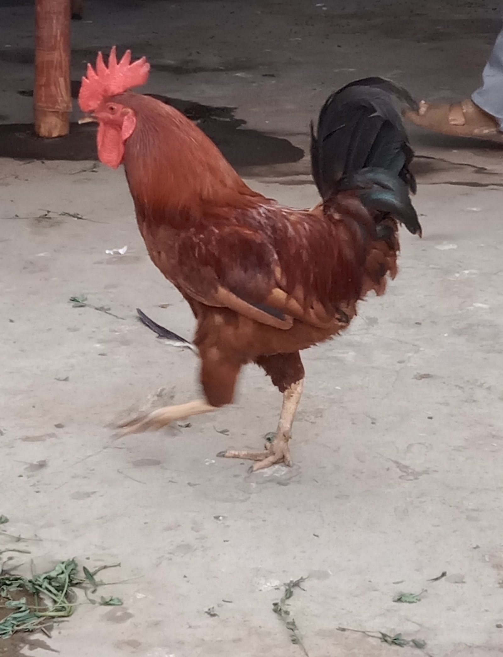 Desi Murga healthy and active