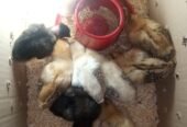 pure Desi active and vaccinated 9chicks for sale!