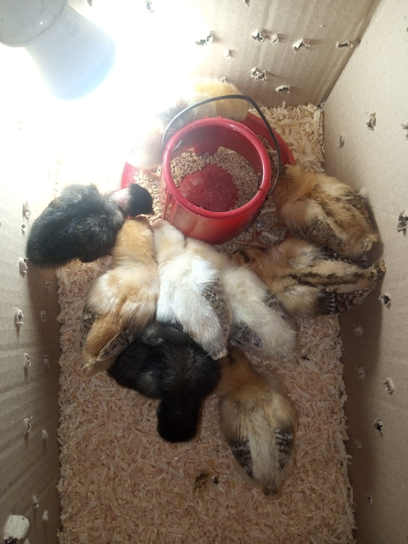 pure Desi active and vaccinated 9chicks for sale!