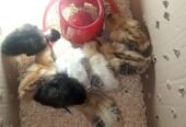 pure Desi active and vaccinated 9chicks for sale!