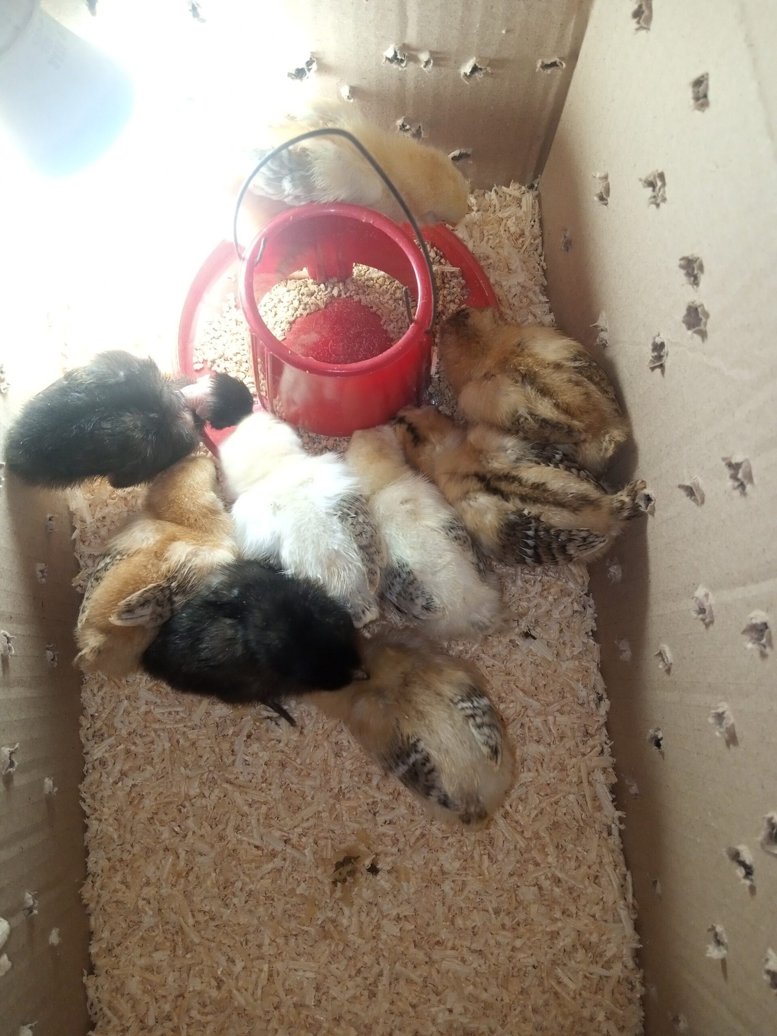 pure Desi active and vaccinated 9chicks for sale!