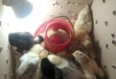 pure Desi active and vaccinated 9chicks for sale!