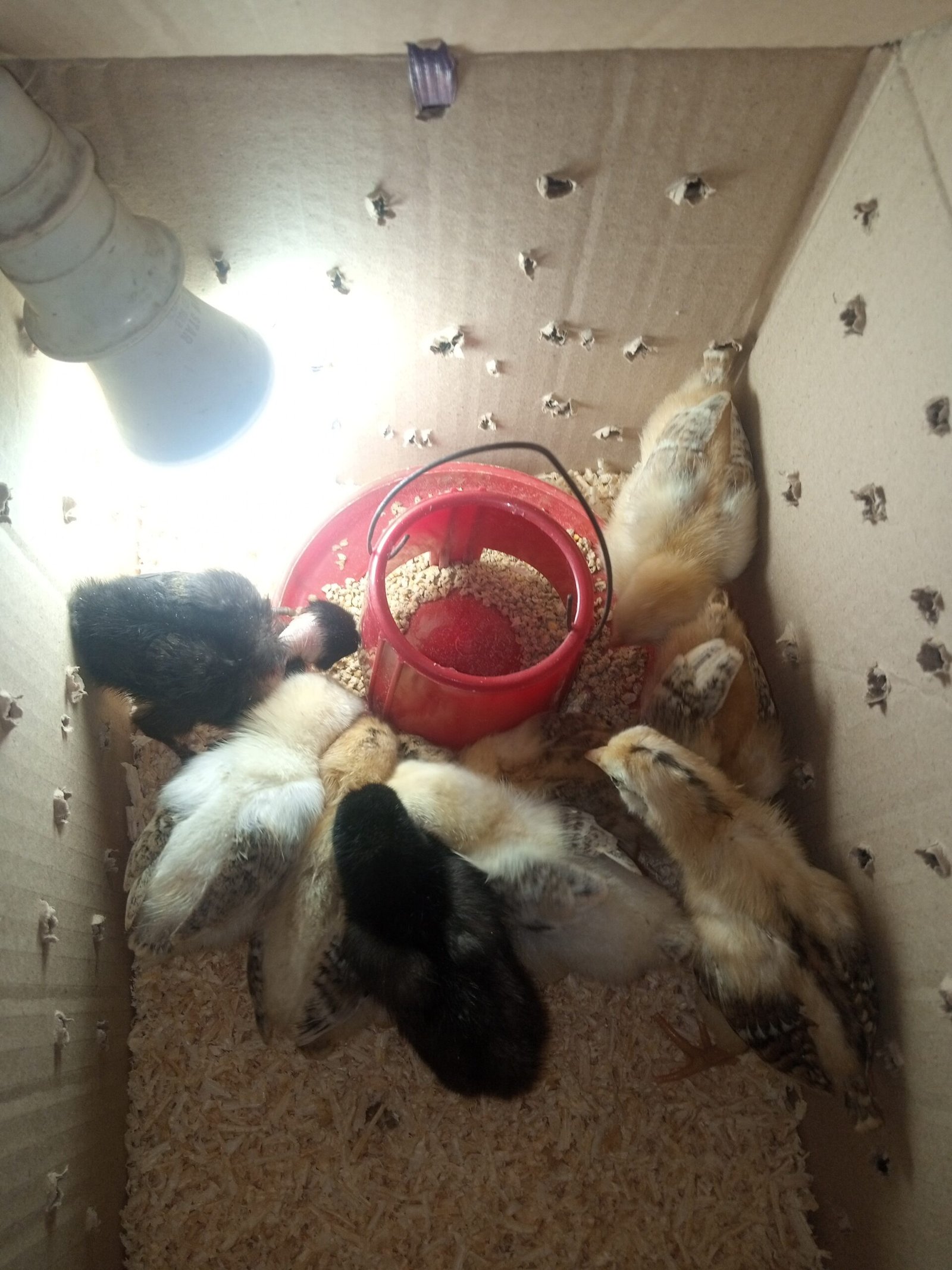 pure Desi active and vaccinated 9chicks for sale!
