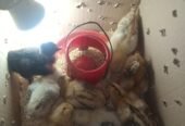 pure Desi active and vaccinated 9chicks for sale!