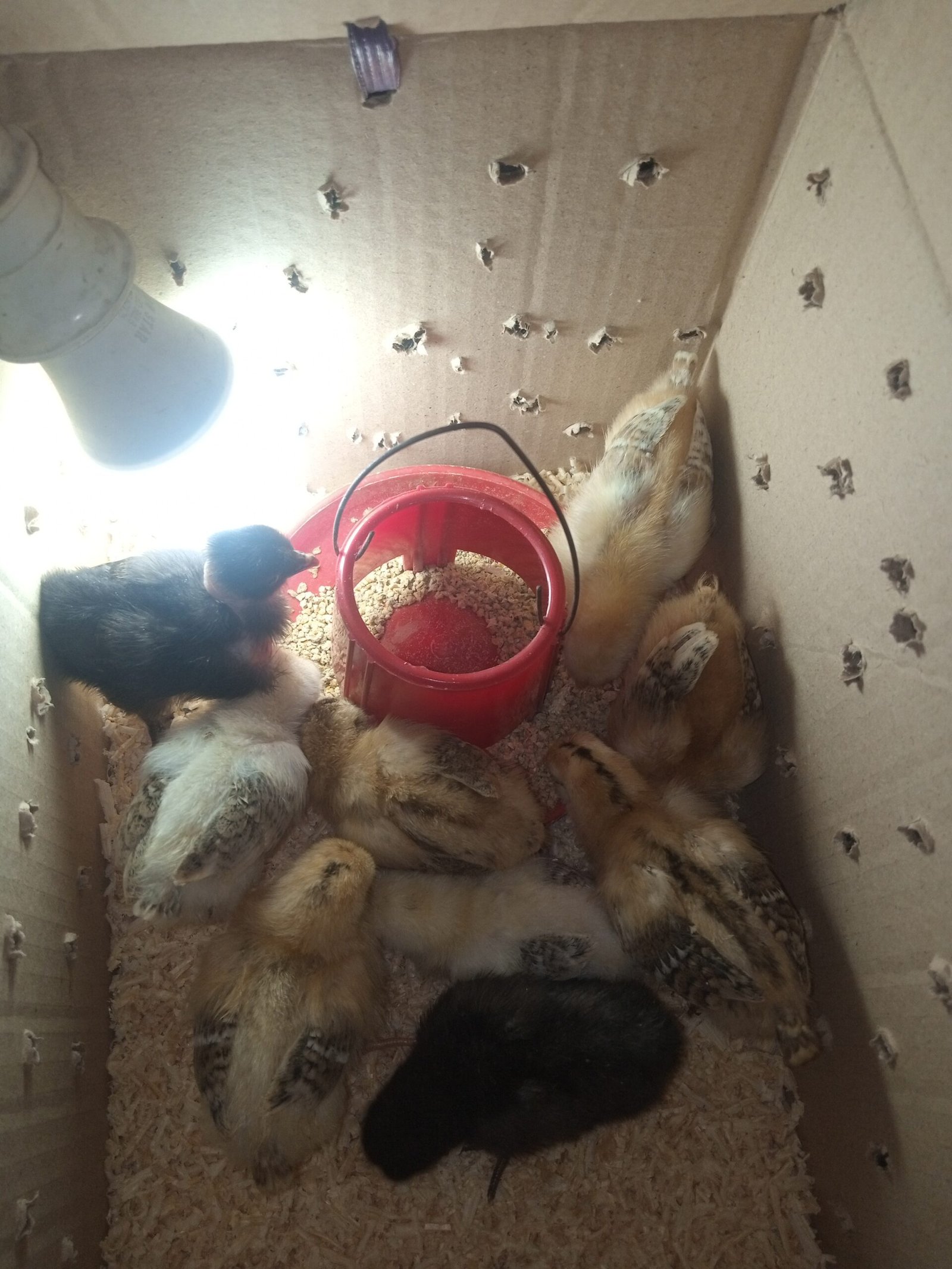 pure Desi active and vaccinated 9chicks for sale!