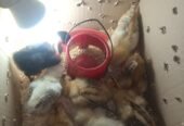 pure Desi active and vaccinated 9chicks for sale!