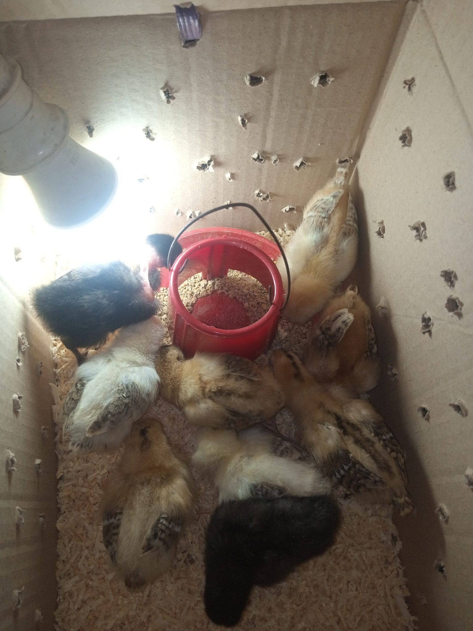 pure Desi active and vaccinated 9chicks for sale!