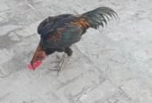 Black Bull Hen For Sale Urgent