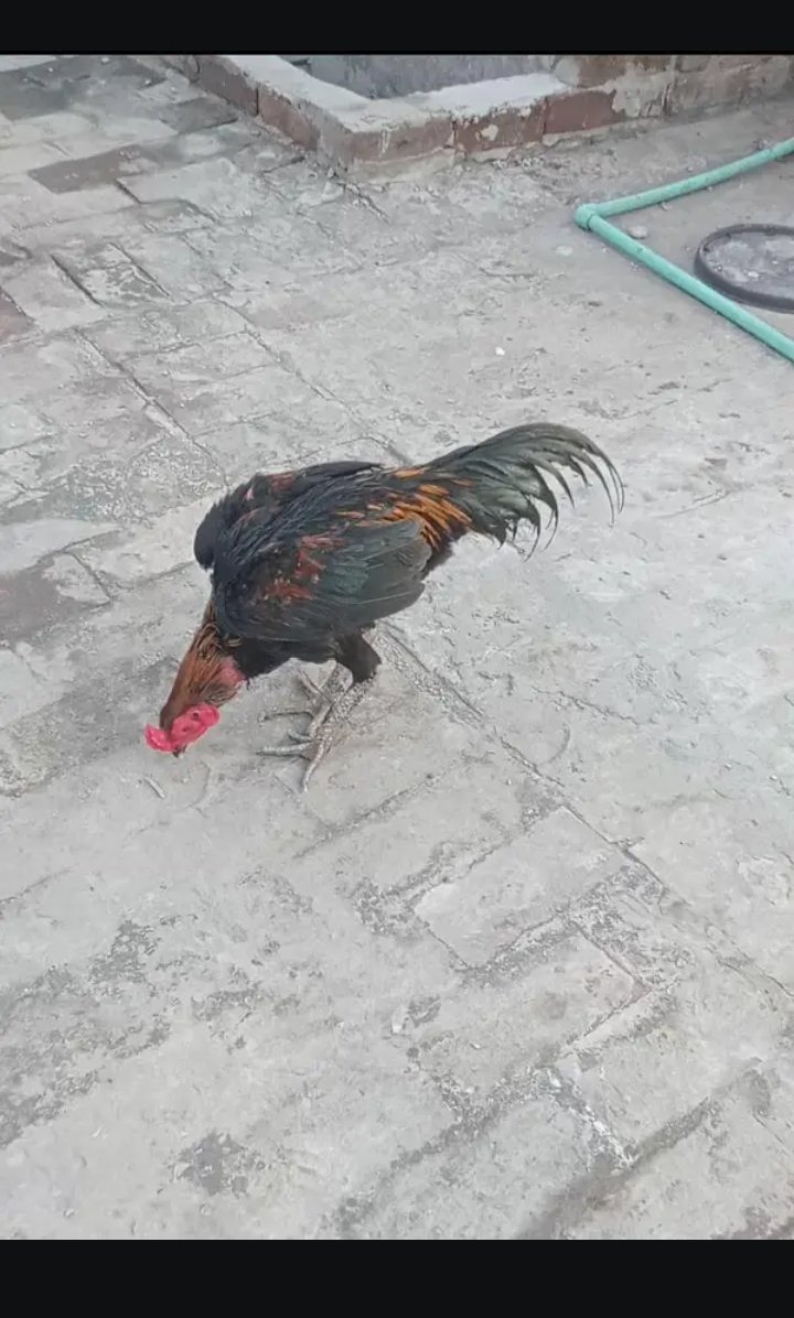 Black Bull Hen For Sale Urgent