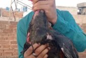 Black Bull Hen For Sale Urgent