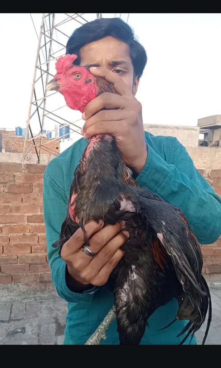 Black Bull Hen For Sale Urgent