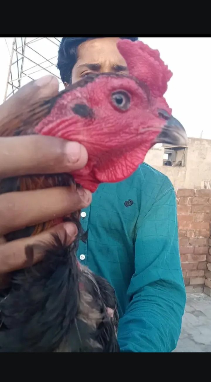 Black Bull Hen For Sale Urgent